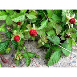 Σπόροι ινδική φράουλα (Duchesnea indica) 2.35 - 4