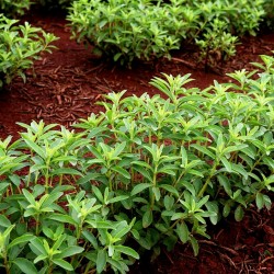 Stevia Στέβια σπόρων φαρμακευτικού φυτού 1.9 - 1