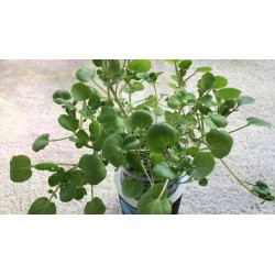 Semi di Crescione d'acqua - pianta medicinale 2.45 - 5
