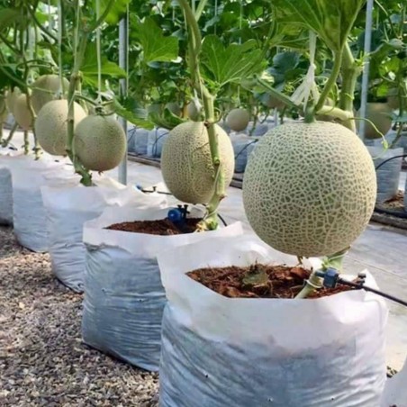 melons dinja hur pousser odlar uputstvo gajenje melone coltivare meloner endast interneta dostupno samo putem ripened erhltlich exclusivit