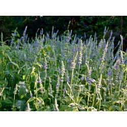 Crna Chia – Cia Seme (Salvia hispanica) 1.95 - 3