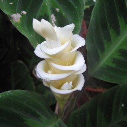 Prayer Plant, Ice Cream Flower Seeds (Calathea warscewiczii) 2.85 - 6