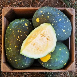 100 Samen Gelbe Wassermelone Mond und Sterne 10 - 7