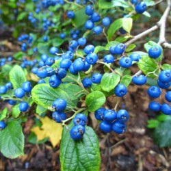 Sapphire-Berry Seeds (Symplocos paniculata) 1.95 - 5