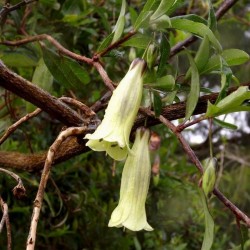 Semi di Billardiera longiflora "bacche porpora" 2.5 - 3