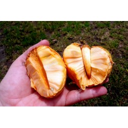 Sementes De Araticum Do Brejo fruta tropical (Annona glabra) 1.85 - 3