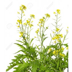 Желтые Горчи́ца саре́птская, Горчица ру́сская семена (Brássica júncea) 1.95 - 3