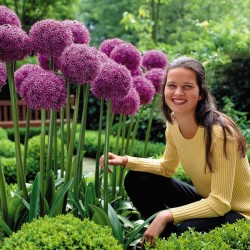 Porro Giant Allium Sensation Mix - bulbi 4.5 - 8