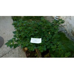 Semi di Peperoncino Habanero Kreole (C. chinense) 2 - 4
