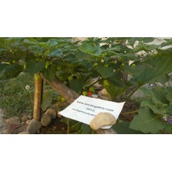 Σπόροι Τσίλι - πιπέρι Habanero Kreole (C. chinense) 2 - 6