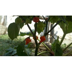 Σπόροι Τσίλι - πιπέρι Habanero Kreole (C. chinense) 2 - 10