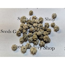 Star Gooseberry Fröer (Phyllanthus acidus) 2.049999 - 6