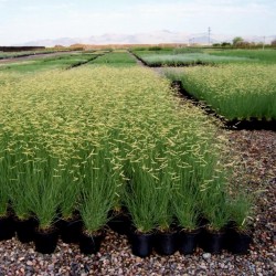 Semillas de hierba ornamental Pasto Navajita (Bouteloua gracilis) 1.45 - 1