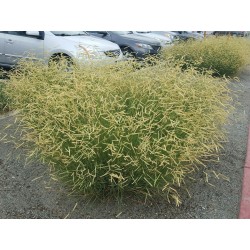 Semillas de hierba ornamental Pasto Navajita (Bouteloua gracilis) 1.45 - 2