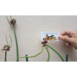 Luftzwiebel - Etagenzwiebel Samen (Allium proliferum) 7.95 - 5
