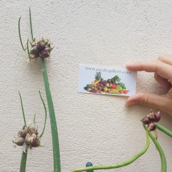 Graines de OIGNON PERPÉTUEL (Allium proliferum) 7.95 - 2