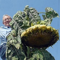 Riesige Sonnenblume - Mongolische Riesen Samen 3.85 - 2