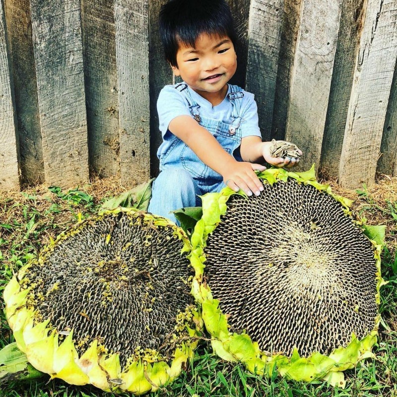 Semillas de Girasol gigante - Gigante de Mongolia 3.85 - 1