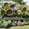 Semillas de Girasol gigante - Gigante de Mongolia 3.85 - 3