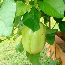 Barbadin, Jättegrenadilla Frön (Passiflora quadrangularis) 2.5 - 9