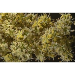 Σπόροι Χέννα (Lawsonia Inermis) 2.5 - 2