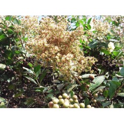 Semi di HENNA (Lawsonia inermis) 2.5 - 3
