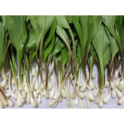 Graines de AIL DES OURS (Allium ursinum) 3 - 3