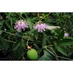 Maypop, Purple Passionflower Seeds (Passiflora incarnata) 2.05 - 4