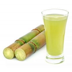 Sugarcane or Sugar Cane Seeds (Saccharum officinarum) 3.5 - 1