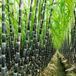 Sugarcane or Sugar Cane Seeds (Saccharum officinarum) 3.5 - 2