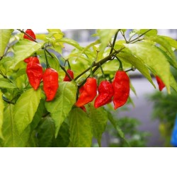 Σπόροι Bhut Jolokia Τσίλι - πιπέρι