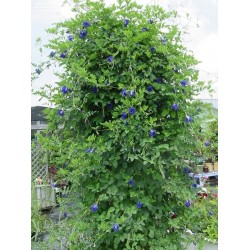 Blaue Schmetterlingserbse Samen (Clitoria ternatea) 2.65 - 3