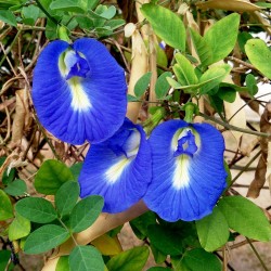 Blaue Schmetterlingserbse Samen (Clitoria ternatea) 2.65 - 4