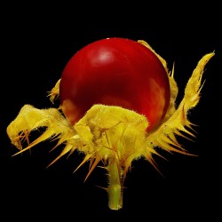 Колючий помидор (Кокона) Семена (Solanum sisymbriifolium) 1.8 - 8