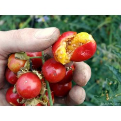 Litchi Paradajz Seme (Solanum sisymbriifolium) 1.8 - 10