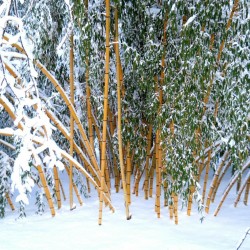 Madake, Giant Drveni Bambus Seme (Phyllostachys bambusoides) 1.95 - 2