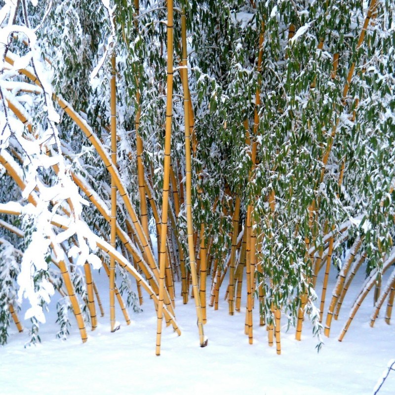 Madake Γίγαντας Μπαμπού σπόροι (Phyllostachys bambusoides) 1.95 - 2