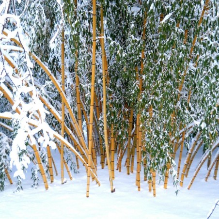 Madake Γίγαντας Μπαμπού σπόροι (Phyllostachys bambusoides) 1.95 - 2