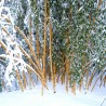 Madake Γίγαντας Μπαμπού σπόροι (Phyllostachys bambusoides) 1.95 - 2