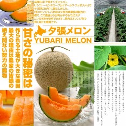 Graines de Yubari King Melon Le fruit le plus cher du monde 7.45 - 1