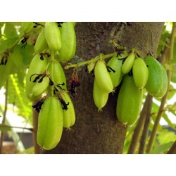 Bilimbi, Cucumber Tree Seeds (Averrhoa bilimbi) 3.5 - 5