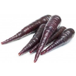 Semi di carote giganti Purple Dragon 1.55 - 8