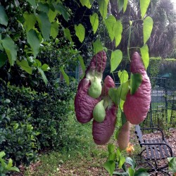 Agrostis gigantean Seme – Biljka mesozderka 2.45 - 10