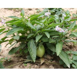 Birnenmelone Pepino Samen (Solanum muricatum) 2.55 - 5