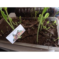 Raíz de Rábano Rusticano / plántulas, listas para plantar 3.25 - 4