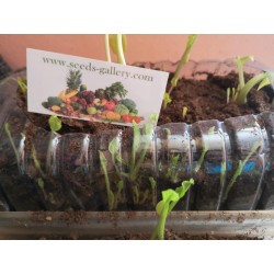 Raíz de Rábano Rusticano / plántulas, listas para plantar 3.25 - 5