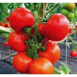 Tomatfrön Novosadski Jabucar 50 frön 1.5 - 2