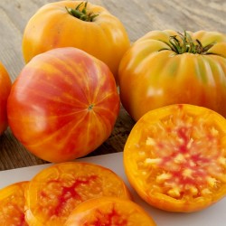Tomatfrön BIG RAINBOW 2.5 - 4