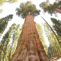 Semi di Sequoia Gigante Bonsai 2.35 - 1
