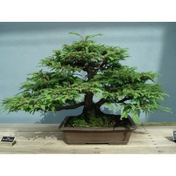 Sementes de Sequoia-gigante Bonsai 2.35 - 3